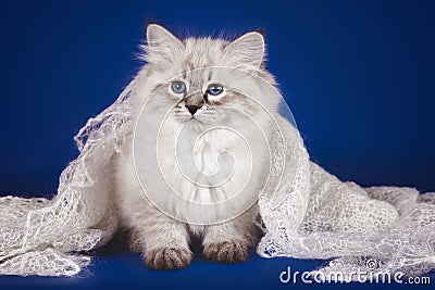 Fluffy beautiful white kitten of Neva Masquerade with blue eyes, three months under a knitted headscarf, posing on a Stock Photo