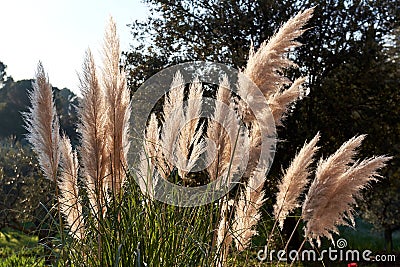 Fluffy beige grass Stock Photo
