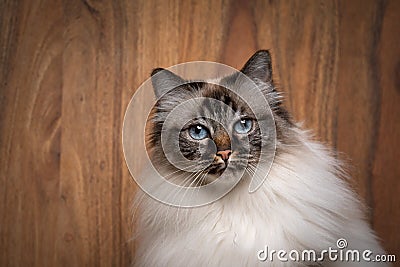 fluffy birman cat with blue eyes portrait on wooden background Stock Photo