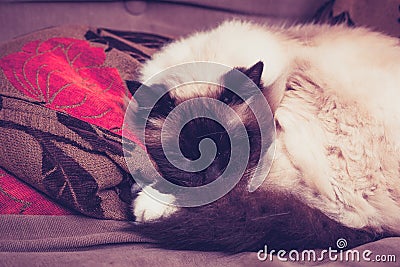 Fluffy Birman cat sleeping on sofa Stock Photo
