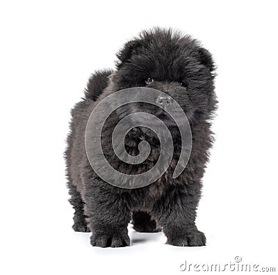 Fluffy black chow-chow puppy, isolated on white background Stock Photo