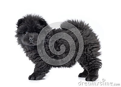 Fluffy black chow-chow puppy, isolated on white background Stock Photo