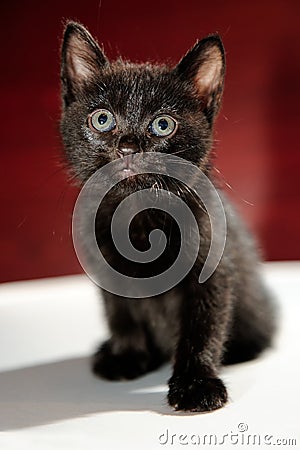 Fluffy Black Kitten Stock Photo