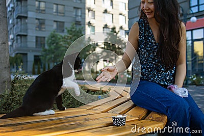 Fluffy Kitten Or Outbred Cat Sit On Green Grass Play With Human Hand Stock Photo