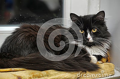Fluffy black and white cat Stock Photo