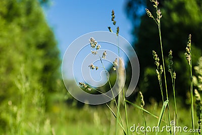 Fluffy blades of grass with pollen against the blurred background of blue sky in the summer sunny day. Close up landscape of a Stock Photo