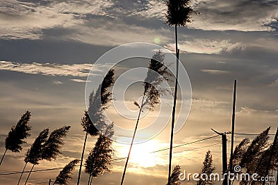 Fluffy branches of dry reeds Stock Photo