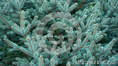 Fluffy branches of evergreen blue Christmas tree with needles in the forest. Green plant needles texture background Stock Photo