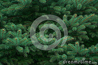 Fluffy branches of evergreen blue Christmas tree with needles in the forest. Green plant needles texture background. Texture Stock Photo