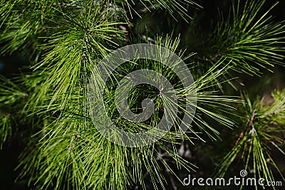 Fluffy branches of green pine tree. Close-up Stock Photo