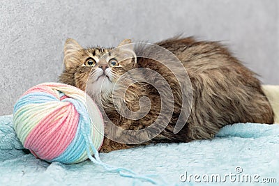 Fluffy breedless cat lies next to a large tangle of wool and looks up Stock Photo