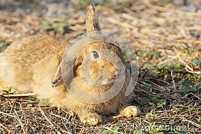 Fluffy brown bunny rabbit sitting on the dry grass over environment natural light background. Furry cute rabbit hare bunny tail Stock Photo