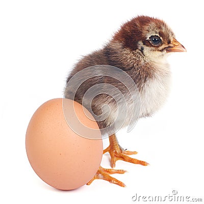 Fluffy brown chicken eggs near isolated on white Stock Photo