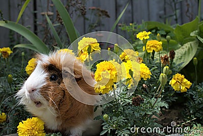 A fluffy brownish, gingery, white furred Abyssinian guineapig sitting in marigold wheeking Stock Photo