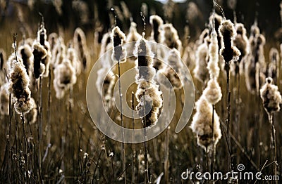 Fluffy Bulrushes sheeding seeds Stock Photo