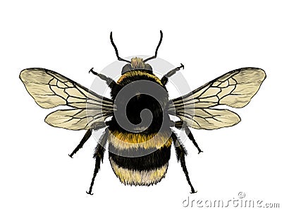 Fluffy bumblebee top view with wings Vector Illustration