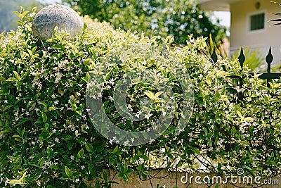 Fluffy bushes of jasmine with white inflorescences on a metal fence near the house. Stock Photo