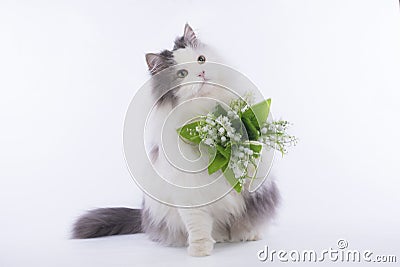 Fluffy the cat brought a bouquet of lilies of the valley Stock Photo
