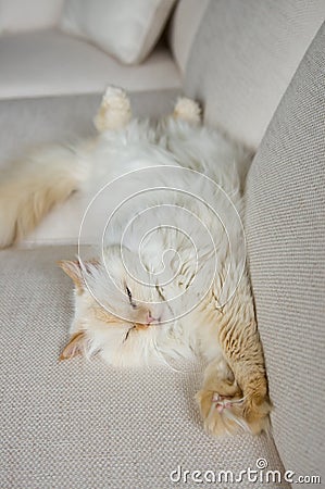 Fluffy cat comfortable on white couch Stock Photo