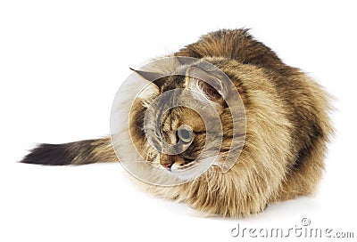 Fluffy cat looking. Isolated Stock Photo