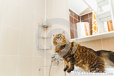 Fluffy cat stands on a white washbasin in the bathroom and looks up Stock Photo