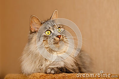 Fluffy cat Stock Photo