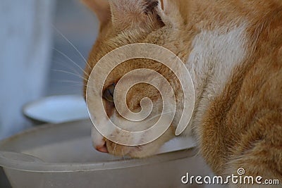 Fluffy cats posing we all love Stock Photo