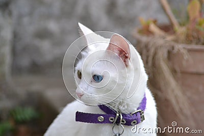 Fluffy cats posing we all love Stock Photo