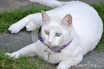 Fluffy cats posing we all love Stock Photo