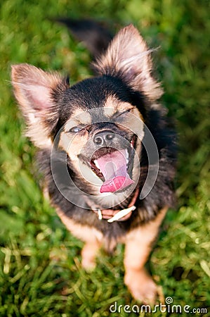 Fluffy chihuahua sit on the green grass Stock Photo