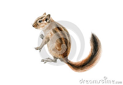 Fluffy chipmunk squirrel watercolor illustration. Hand drawn small rodent with a beautiful long tail close up image. Cute young Cartoon Illustration
