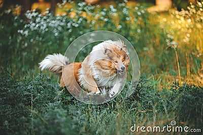 Fluffy collie breed dog runs gallop Stock Photo