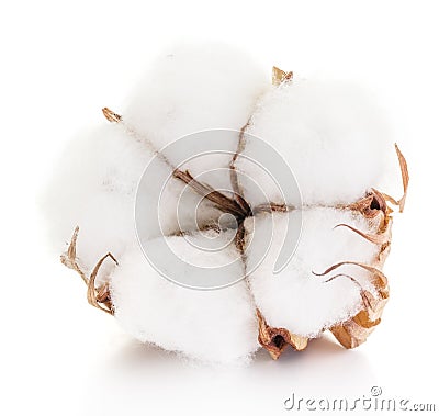 Fluffy cotton ball of cotton plant. Stock Photo