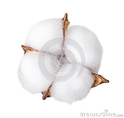 Fluffy cotton flower of cotton plant on a white background Stock Photo