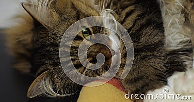 Fluffy cute cat sleeping close up. A cat with green eyes is curled up dozing. The domestic cat is resting. Stock Photo