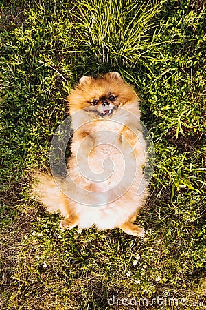 Fluffy cute dog Pomeranian Spitz lies on his back on the grass. Enjpy summer time Stock Photo