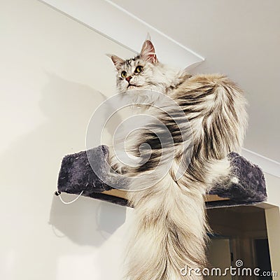 Fluffy and cute hairy white cat longtail Stock Photo