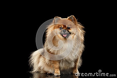 Fluffy Cute Red Pomeranian Spitz Dog Sitting isolated on Black Stock Photo