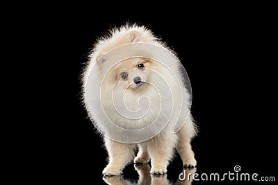 Fluffy Cute White Pomeranian Spitz Dog Standing, Curiously Looking isolated Stock Photo