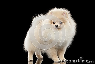 Fluffy Cute White Pomeranian Spitz Dog Standing isolated on Black Stock Photo