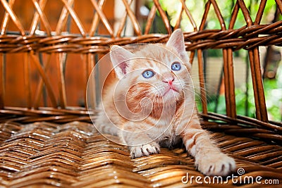 Fluffy cute yellow kitten Stock Photo