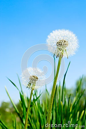 Fluffy dandelion Stock Photo