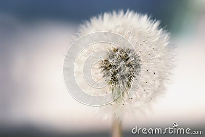 Fluffy dandelion, bokeh Stock Photo