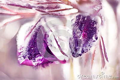 Fluffy delicate flowers of sleep-grass in early spring in drops of dew. Macro photo. very soft selective focus. close-up. Stock Photo