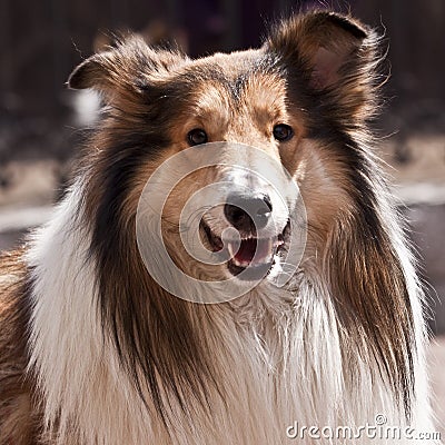 A fluffy dog Stock Photo