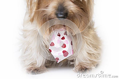 Fluffy dog with a hearts tie listening Stock Photo