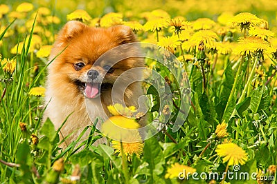 Fluffy Dog Pomeranian Spitz Sitting in a Spring Park in Surround Stock Photo