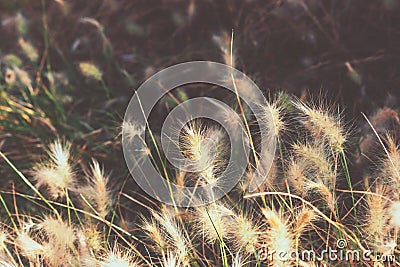 Fluffy dwarf burgundy bunny fountain grass in a park Spain. Wallpaper template, inspirational autumn fall image Stock Photo