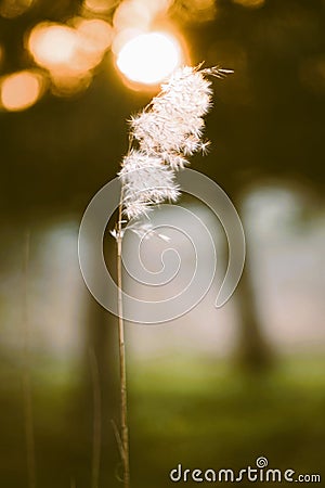 Fluffy eed grass in natural blurred background at sunset Stock Photo