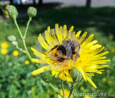 Fluffy fat bumble bee on yellow sunny dandelion Stock Photo